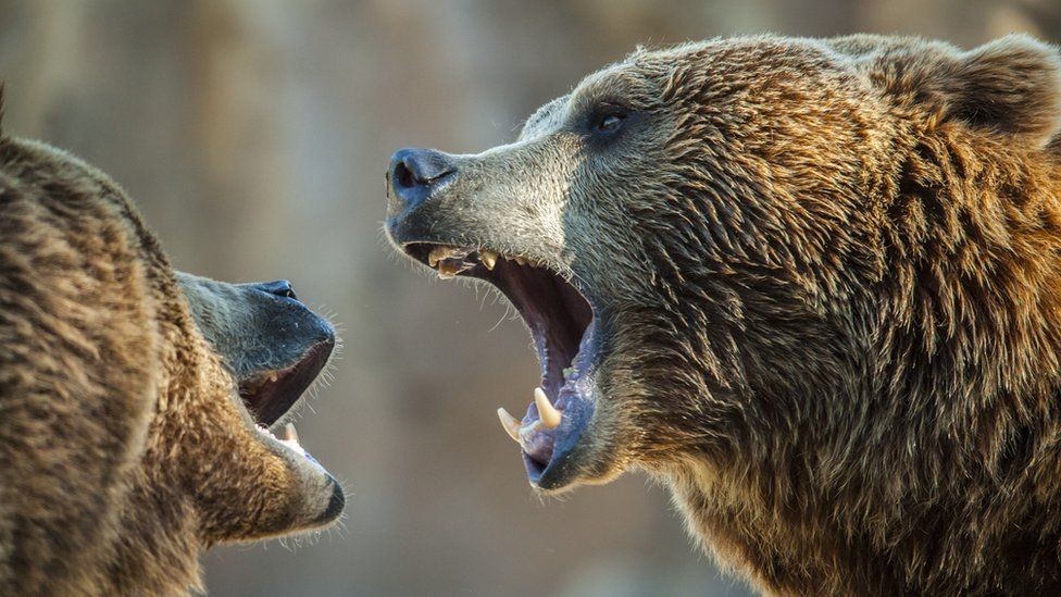 bear teeth vs human teeth