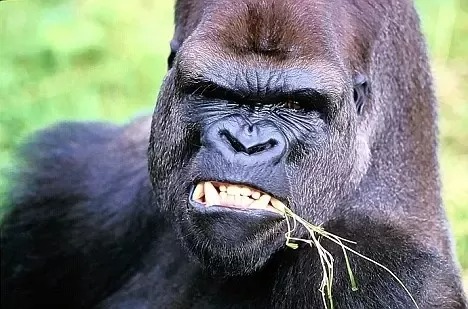 gorilla teeth vs human teeth