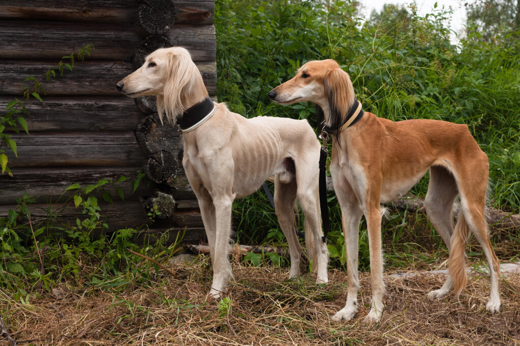 dogs with long skinny legs