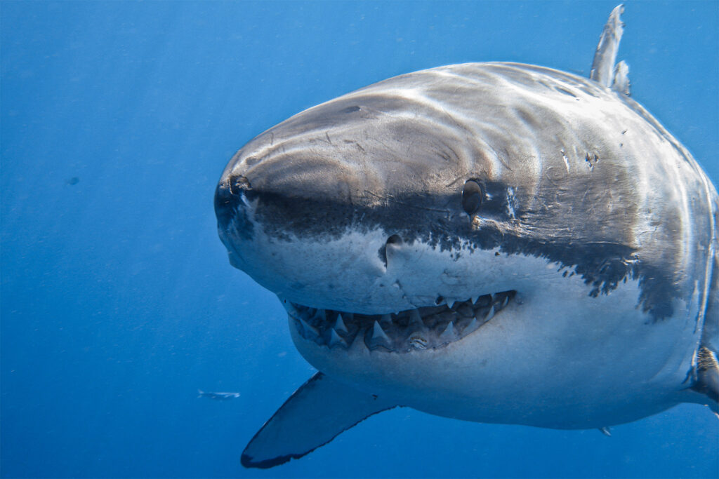 shark teeth vs human teeth