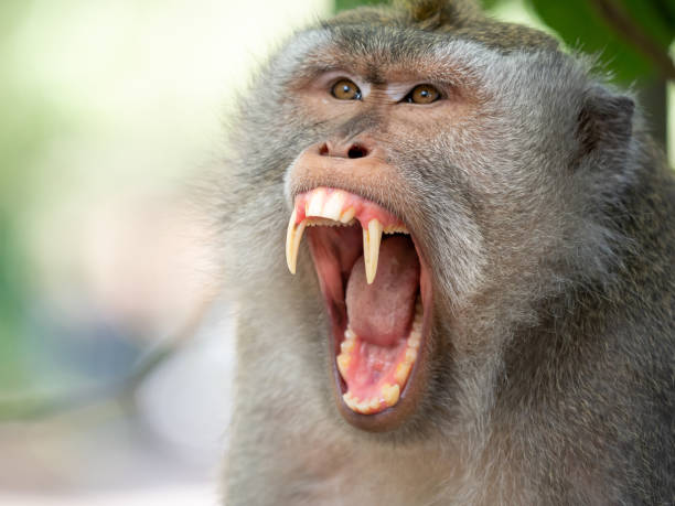 monkey teeth vs human teeth