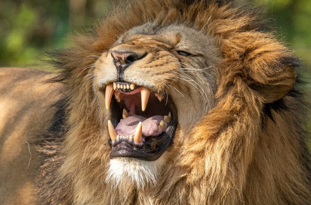 lion vs human teeth